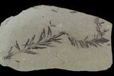 Metasequoia (Dawn Redwood) Fossil - Montana #89386-1